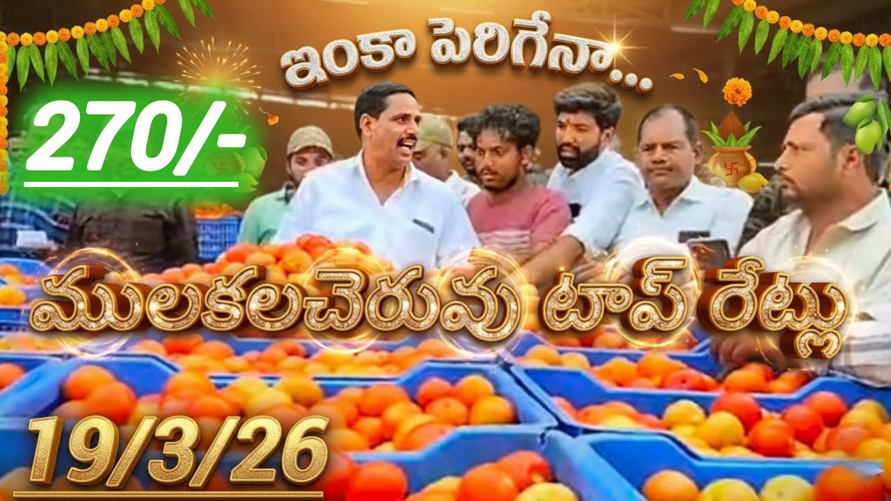 19/3/26 Mulakalacheruvu tomato market price today 🍅 #todaytomatorate #crkvideos16 