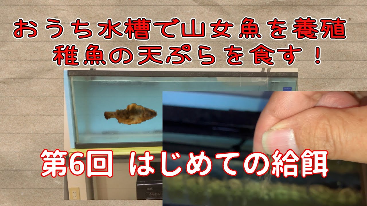 おうち水槽でのヤマメ飼育ではなく養殖 （第6回：はじめての給餌）修正版