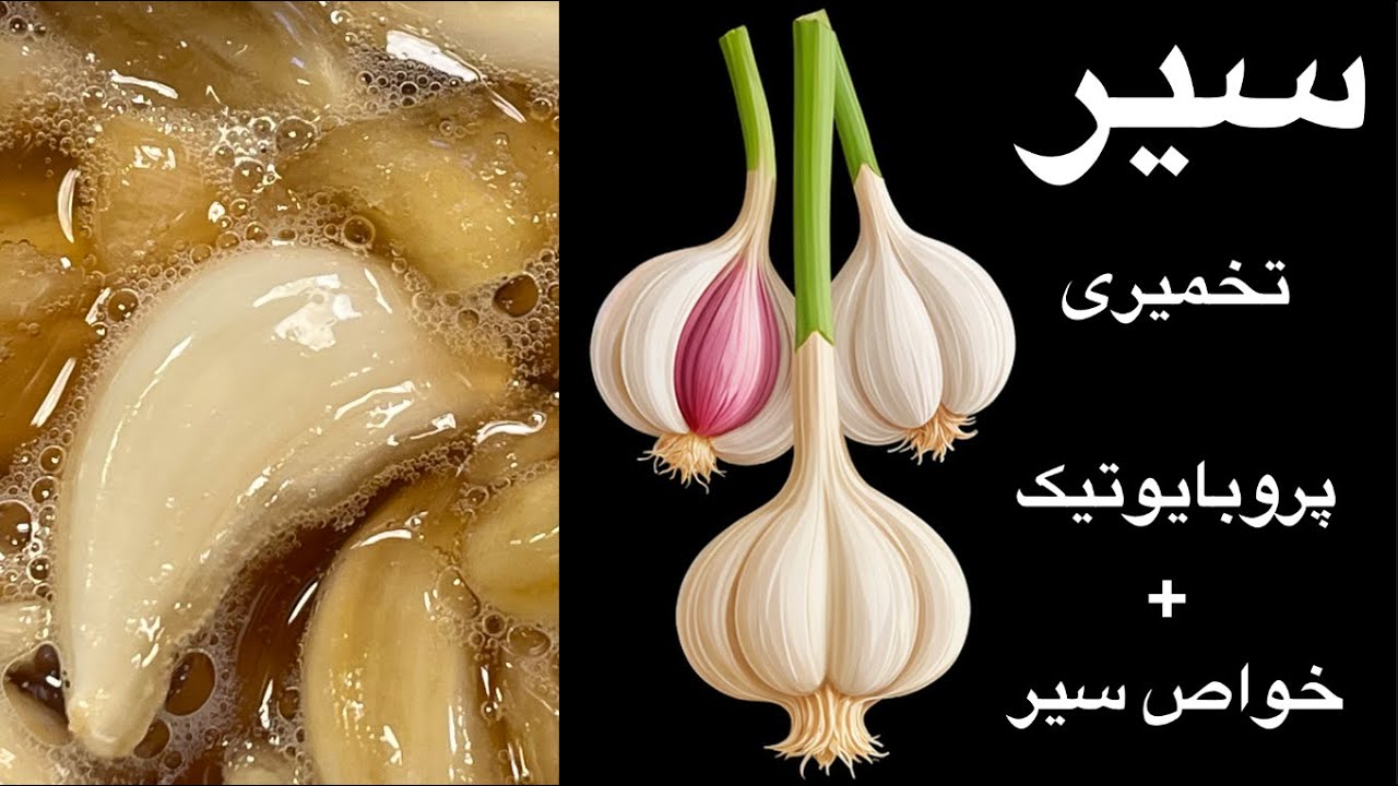 سیر تخمیری پروبایوتیک٫آنتی باکتریال٫انتی اکسیدان و ضد تورم Fermented garlic, antibacterial#ferment