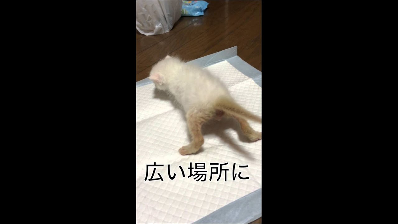 子猫♥︎生後3日〜5週♥︎ネズミがネコになるまで〜可愛い時期をyoutubeにupしてみたww
