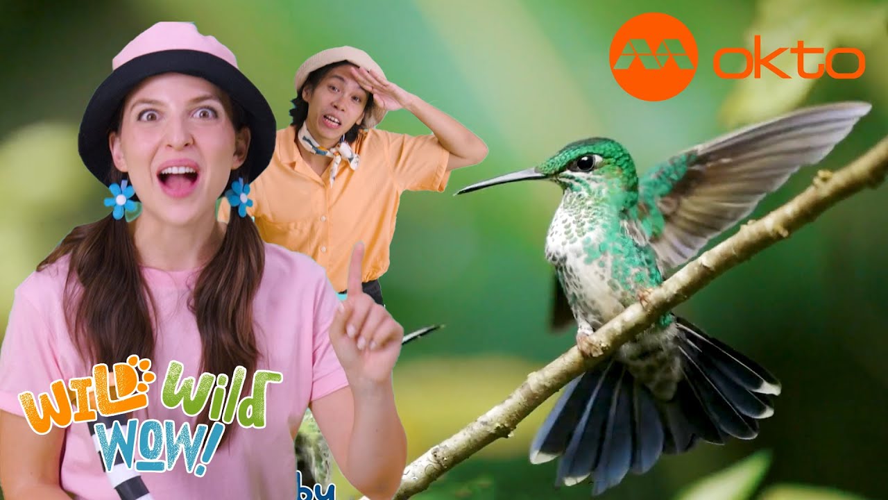HUMMINGBIRDS can fly in ALL directions, even BACKWARDS!? | Wild Wild Wow S1E02C | @mediacorpokto