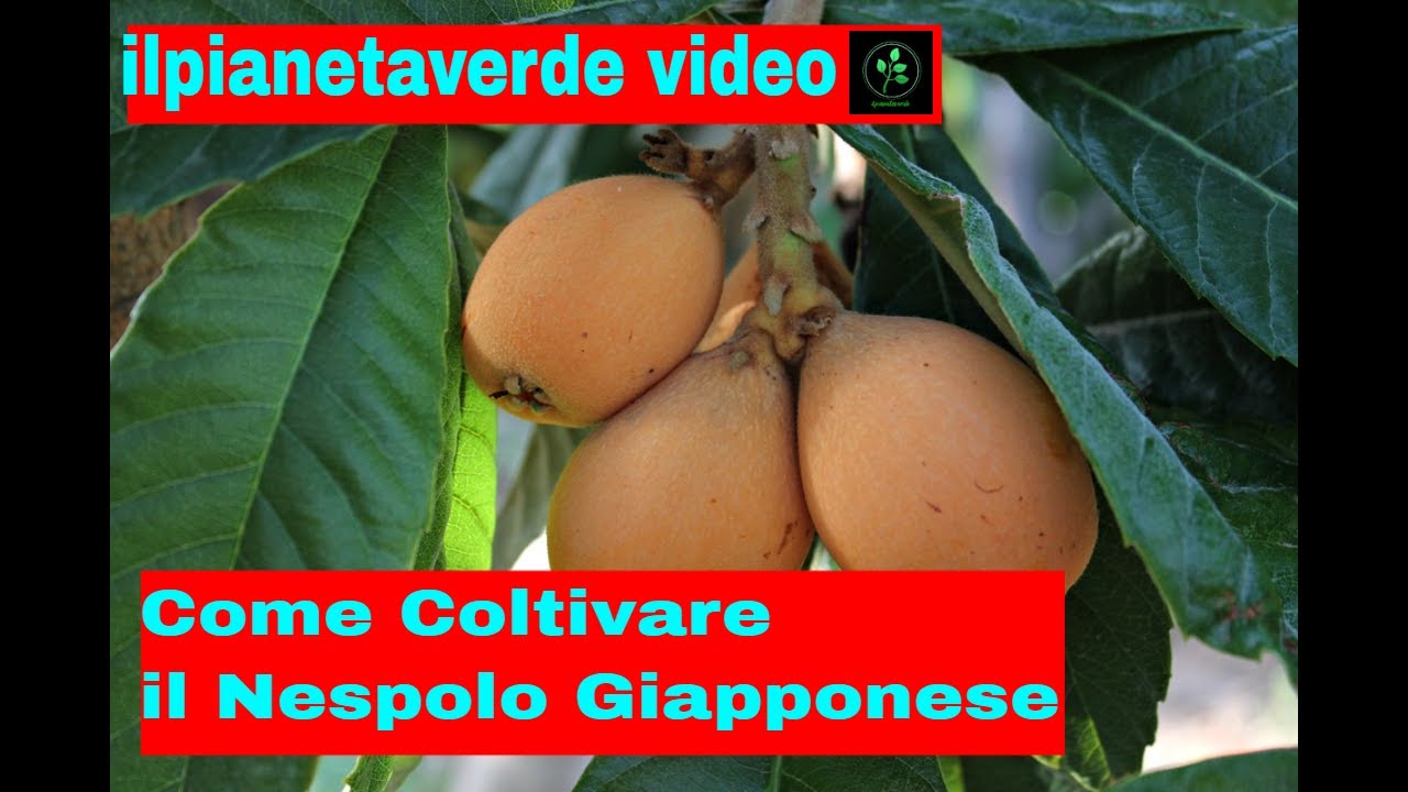 Come coltivare il Nespolo Giapponese ( Eriobotrya Japonica )