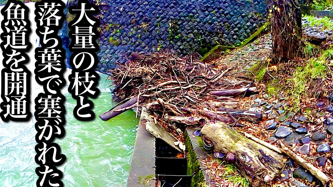 【魚道開通】大量の枝と落ち葉で塞がれた魚道を人力で開通【誰もやらないなら俺がやる2】