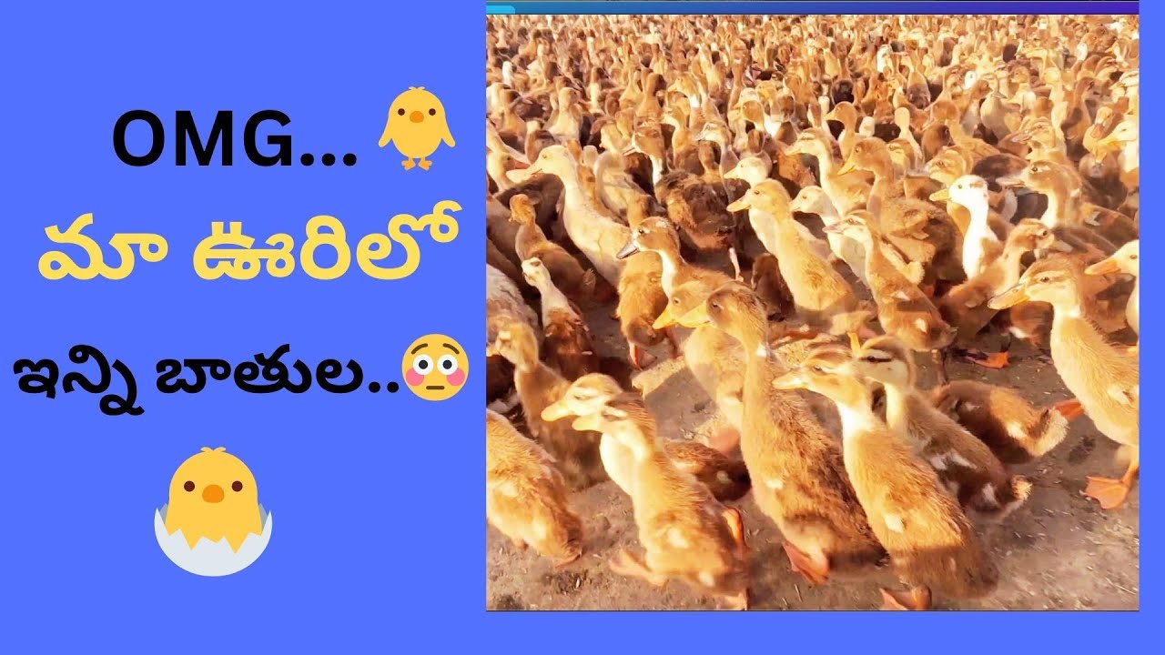 !! Duck Farming in the Village2025🐣#videos #trending #ytvideo #duckfarming  #ducklings #feedingducks