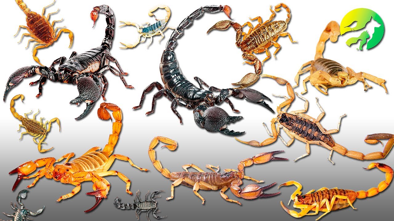 Learn The SCORPION Classification - Characteristics Of animals