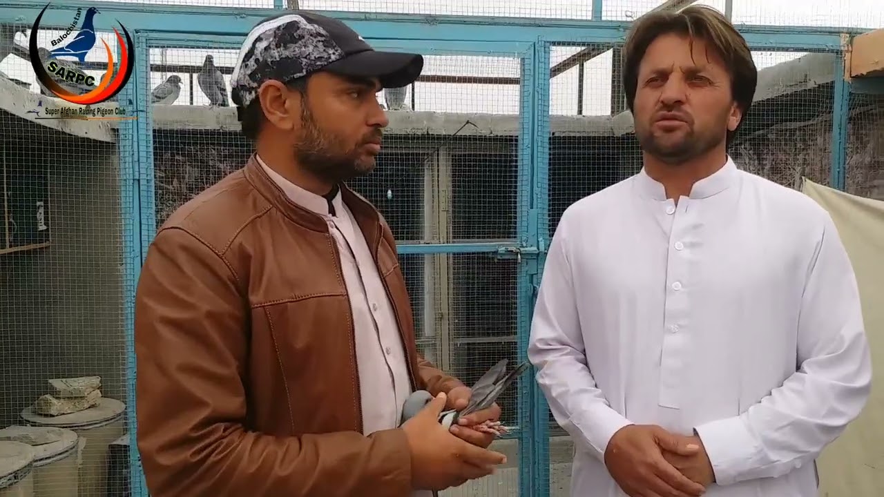 supe afghan racing pigeon clube grand final match 740gps gwadar to quetta
