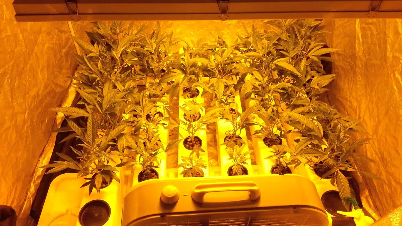 Week 1 aeroflo36 veg update