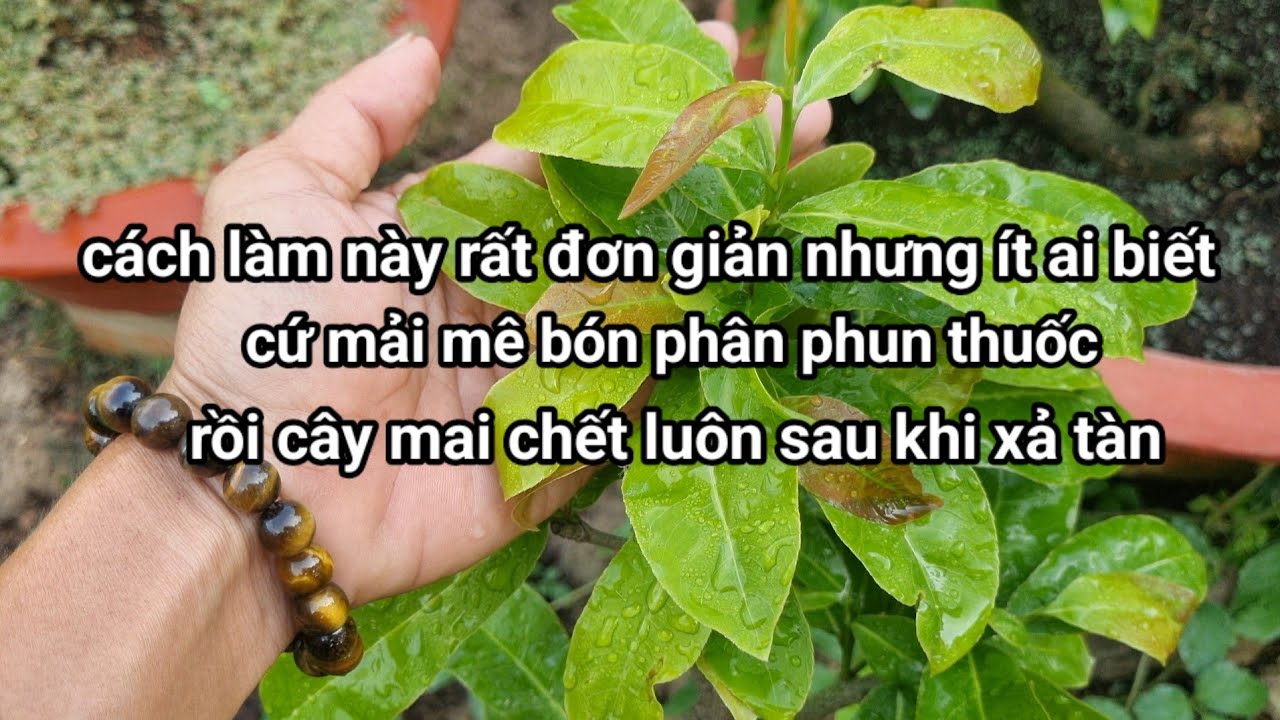 muốn cây mai đâm tược mạnh và mập sau khi xả tàn rất đơn giản.