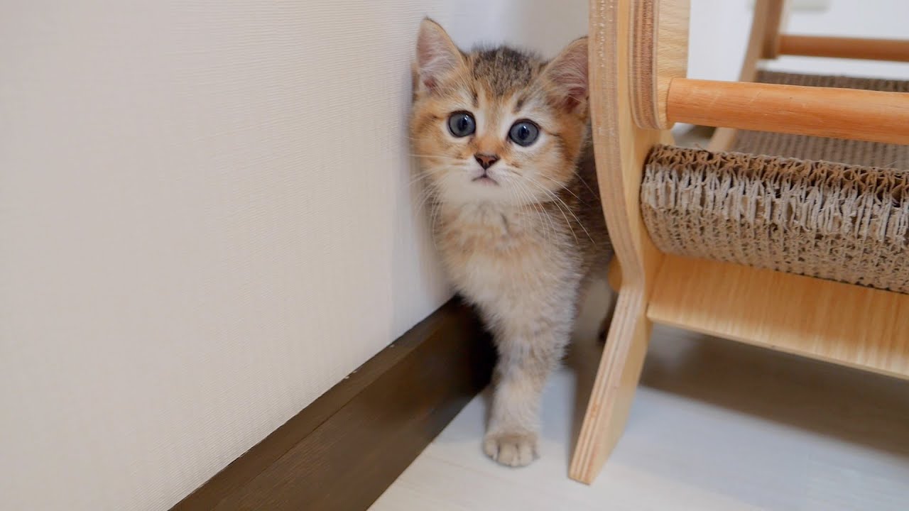 Котенок, который делает вид, что ничего не знает, хотя и замечает, что еда милая.