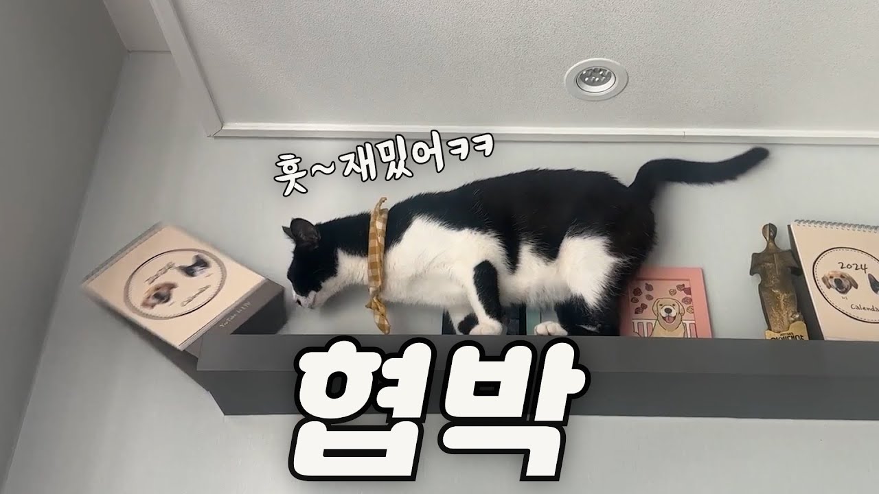 안 놀아준다고 아빠물건 하나하나 떨어트리는 무법 고양이ㅋㅋ