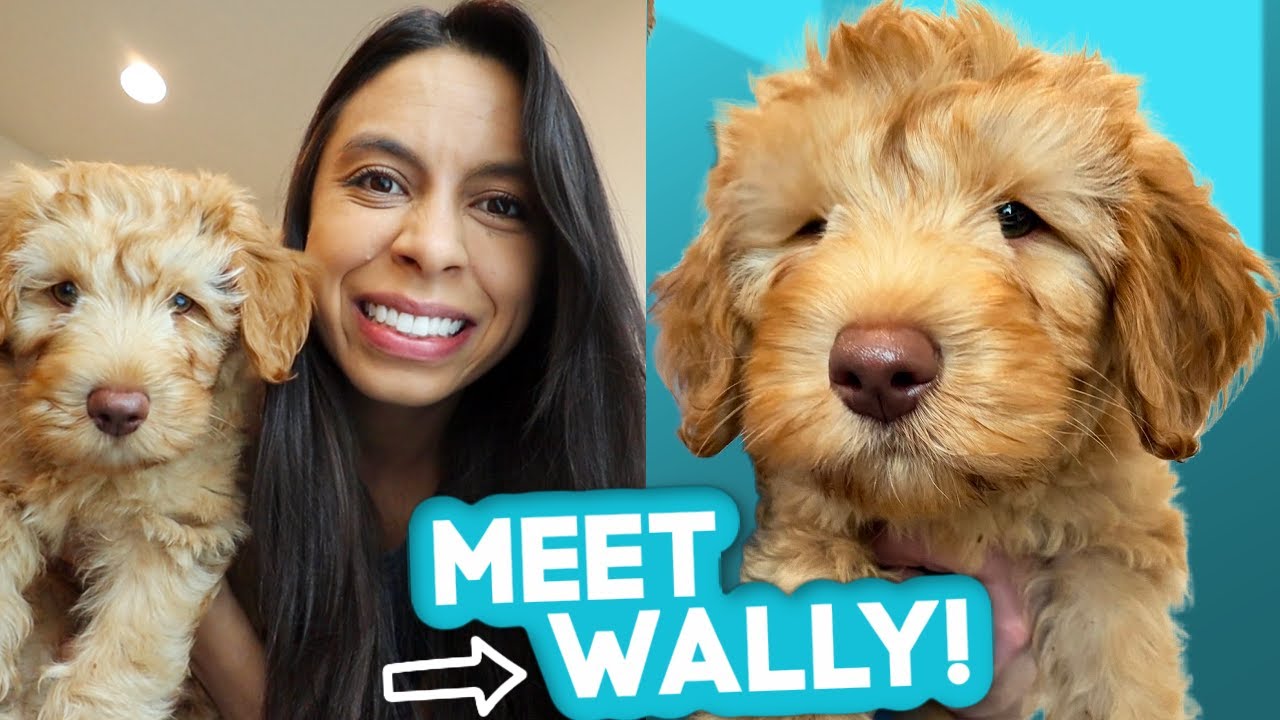 EVACUATED AFTER NEW PUPPY COMES HOME 😱😵 Labradoodle puppy reveal