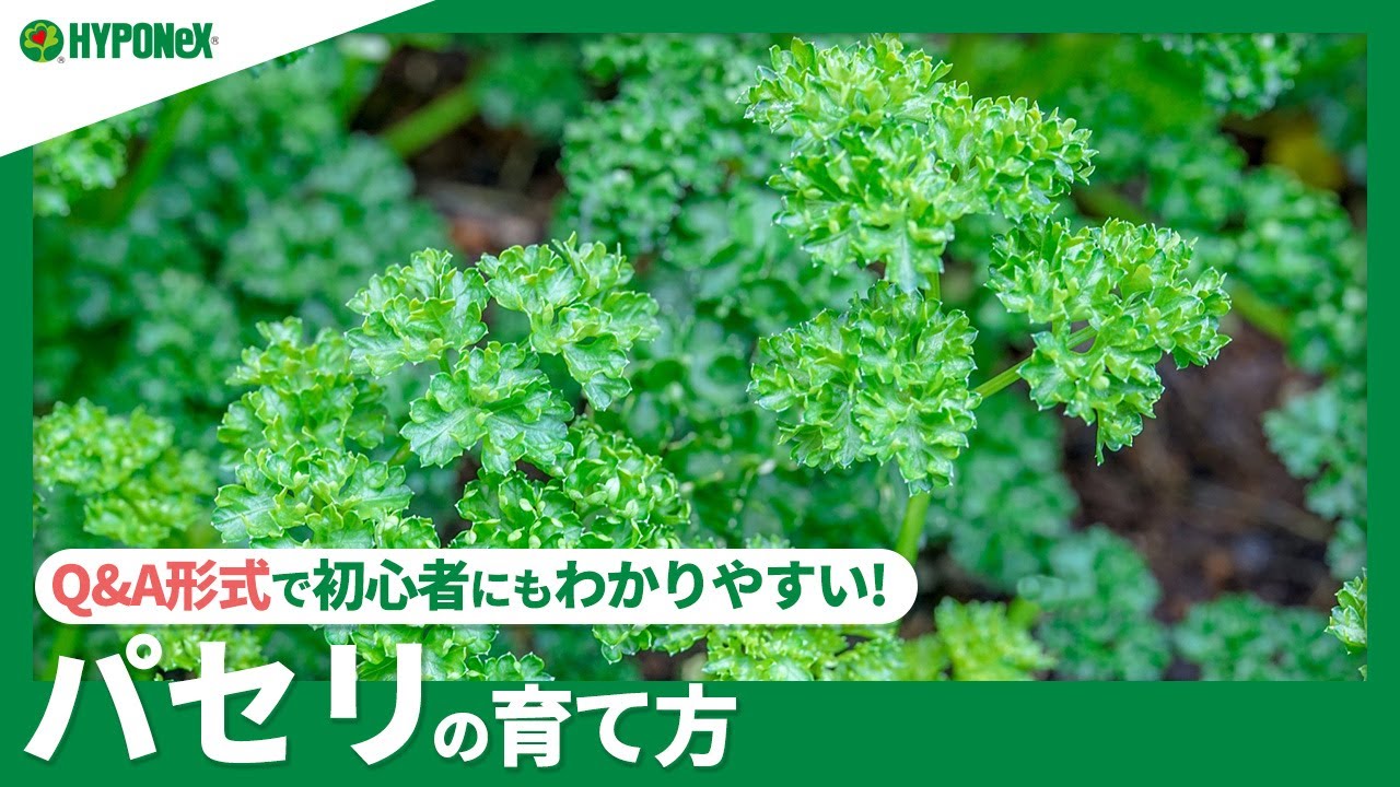 ☘42:パセリの育て方｜種まきの方法、植え替え方や日々の管理、収穫方法などもご紹介｜【PlantiaQ&A】植物の情報、育て方をQ&A形式でご紹介
