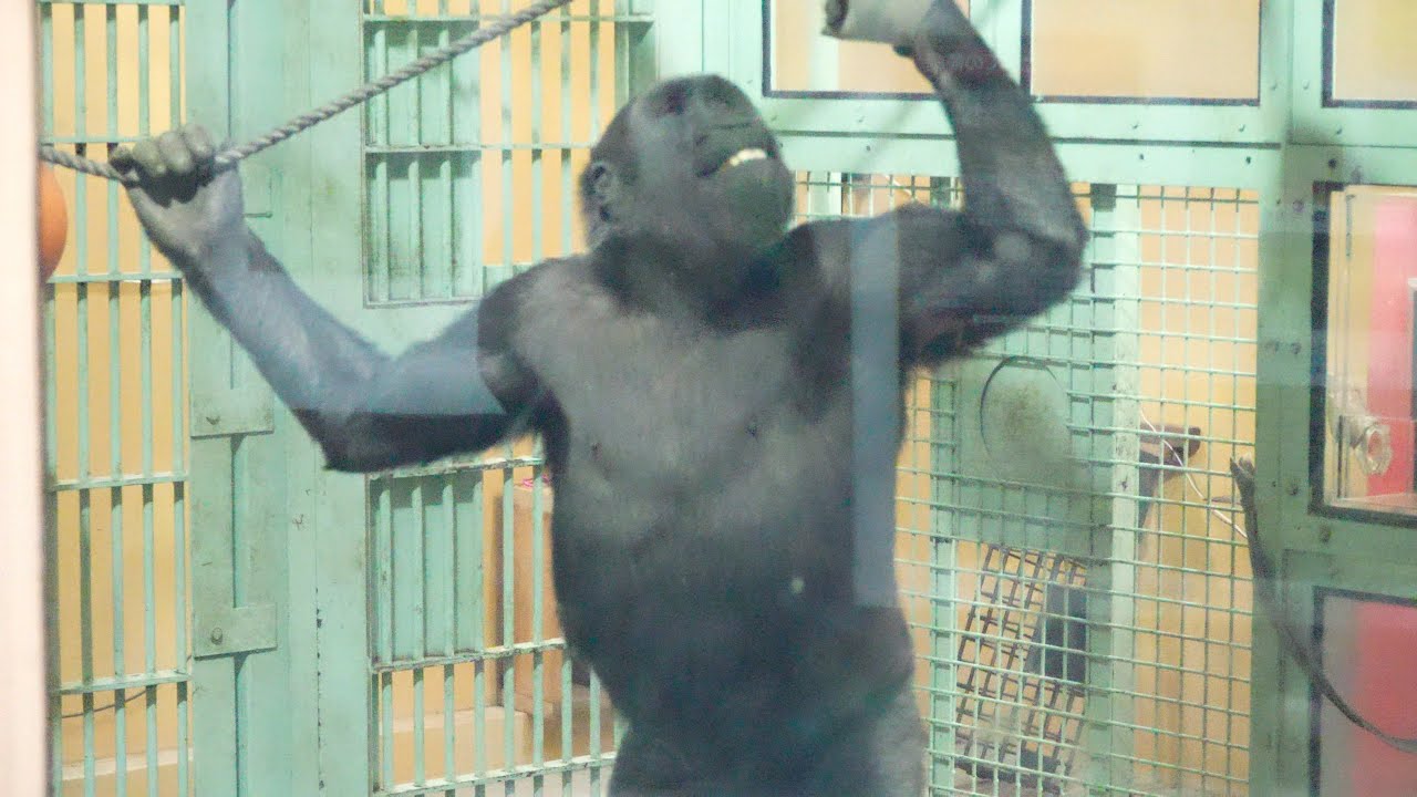 Приготовьтесь влюбиться: Потрясающее шоу гориллы Кинтаро! Gorillas family / ape　#gorilla