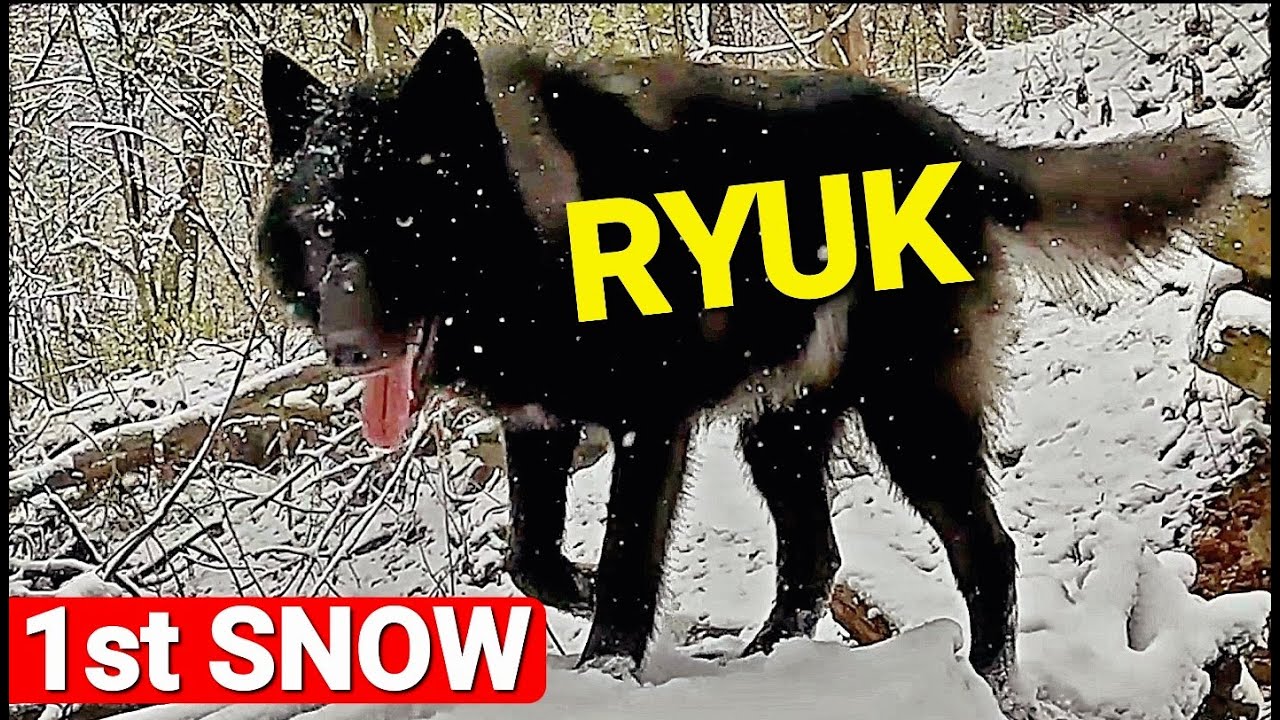 Ryuk's 1st Time in the Snow - Rescue Dog's 1st Snow Hike