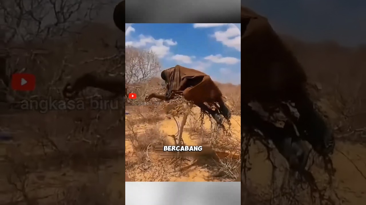 Tidur Santai di Pohon, Cara Orang Afrika Hindari Ular! #TradisiUnik #sukupedalaman  #shortsviral
