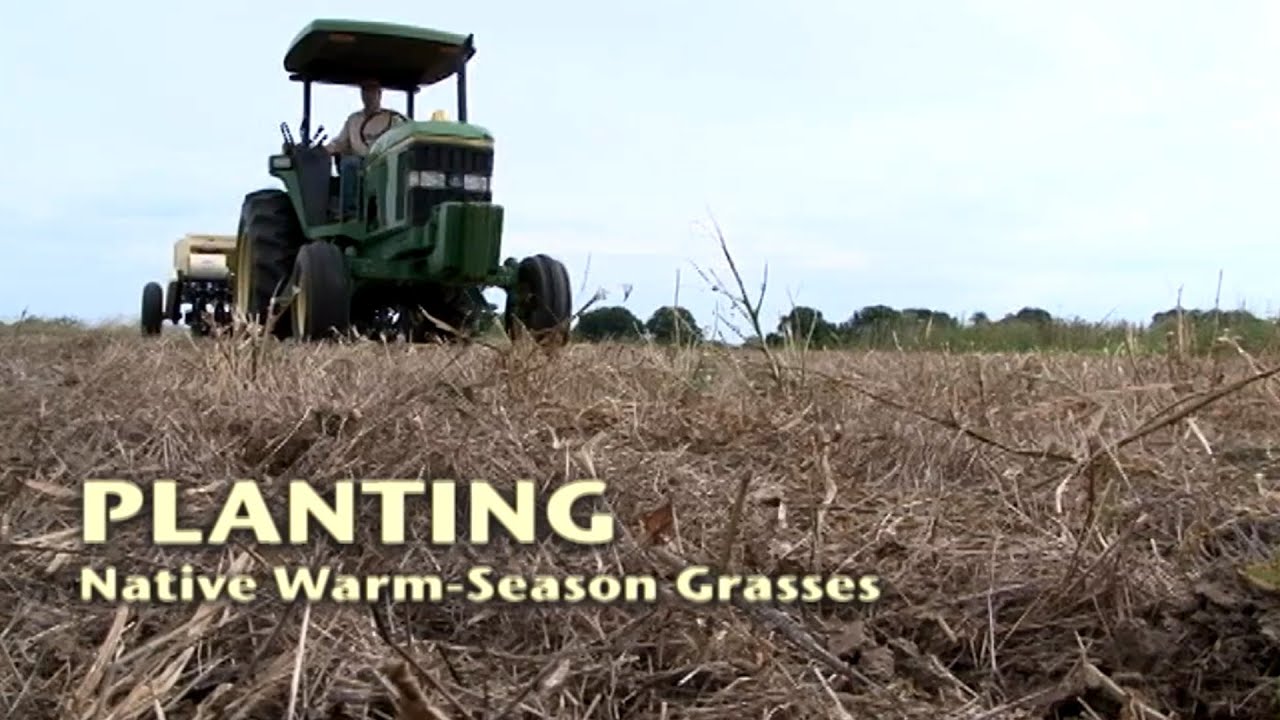 Warm Season Grasses (3 of 5) 
