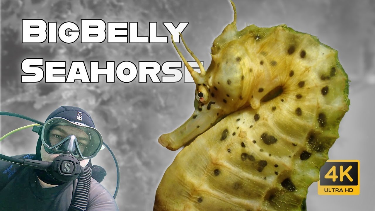 BigBelly Seahorse 4K (Frankston Pier - Melbourne - Australia) #scubadiving #melbourne #seahorse