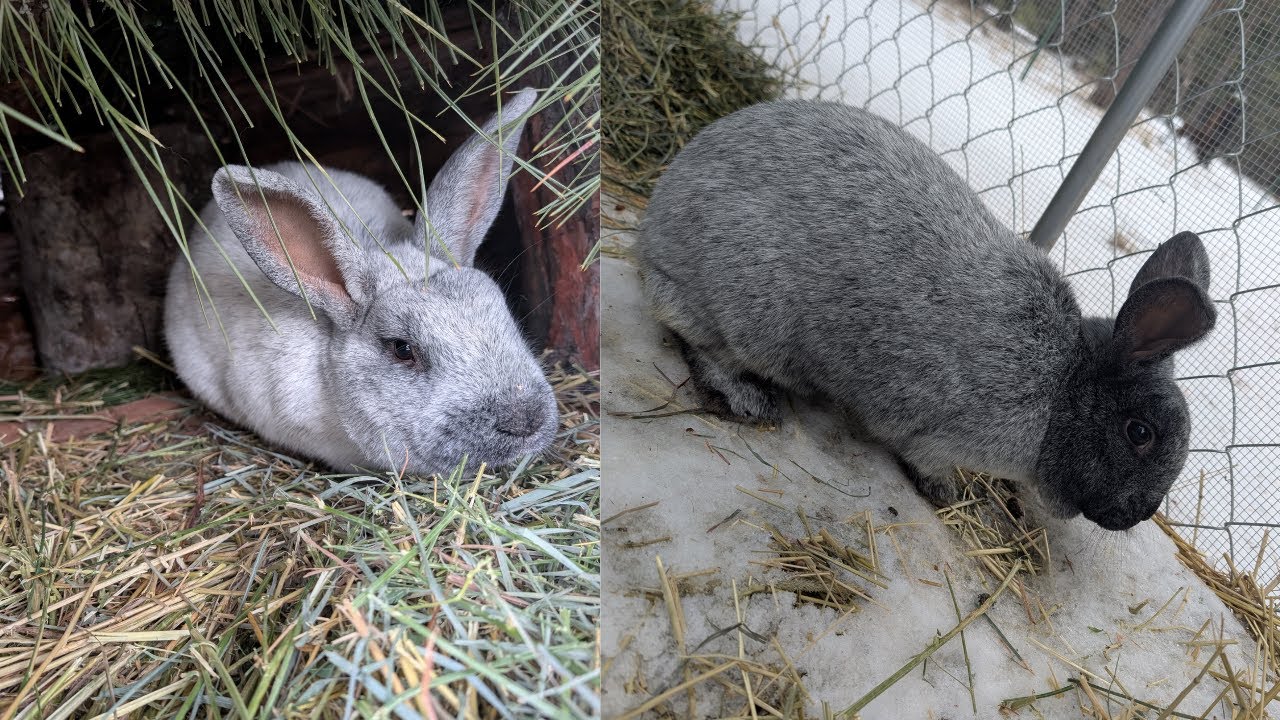 Rabbit Husbandry