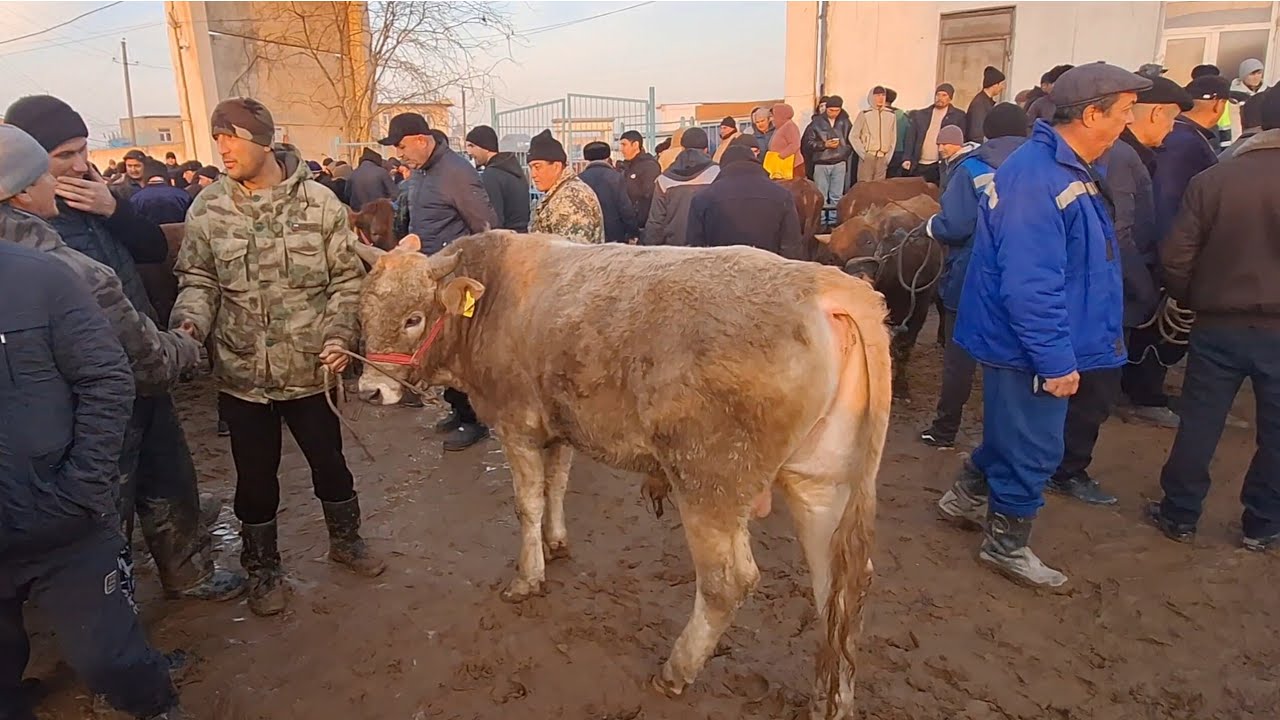 ХОРАЗМ ХАЗОРАСП МОЛ БОЗОР ЯНГИ НАРХИ 15-ФЕВРАЛ 2026-ЙИЛ !!! ХОРАЗМ ОБЗОР 