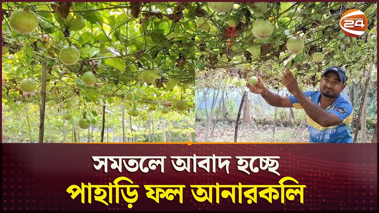 সমতলে আনারকলি আবাদ করে তাক লাগিয়েছেন এক কৃষি উদ্যোক্তা | krishi News | Anarkoli Fruits | Channel 24