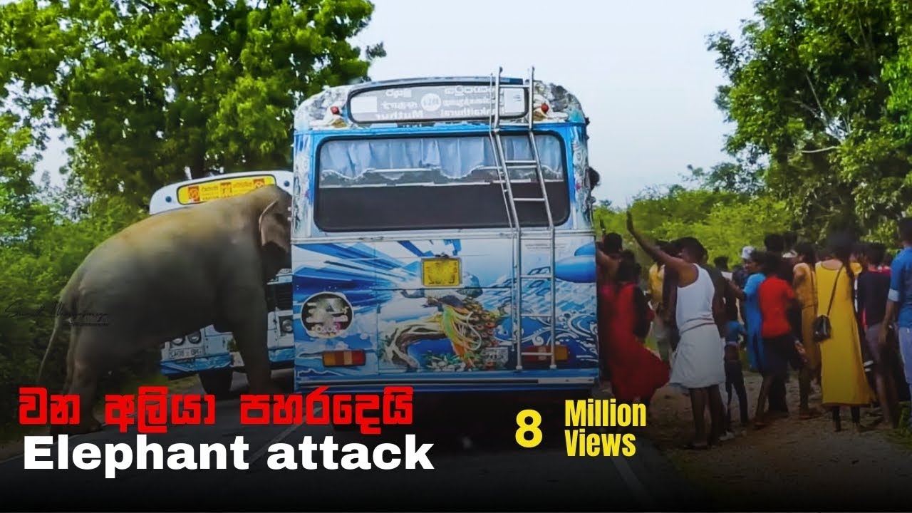 Avoid seeing elephants while driving on forest roads as they can be dangerous for you  #kandalama