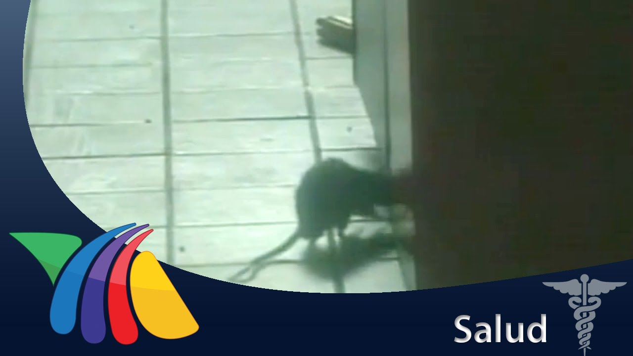 ¿Qué tipo de enfermedades portan las ratas? | Noticias de Chihuahua