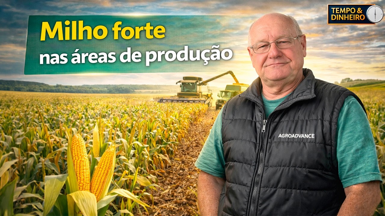 Milho segue firme nos campos e surpreende em meio às incertezas do mercado