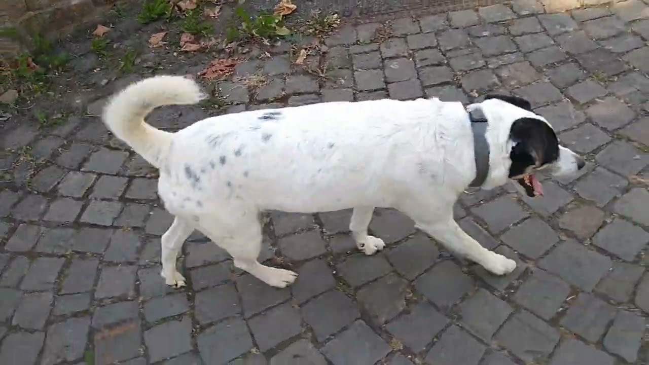 Gefällt mir!👍 Ein Trip durch Lindlar 👍😁🐕❤️