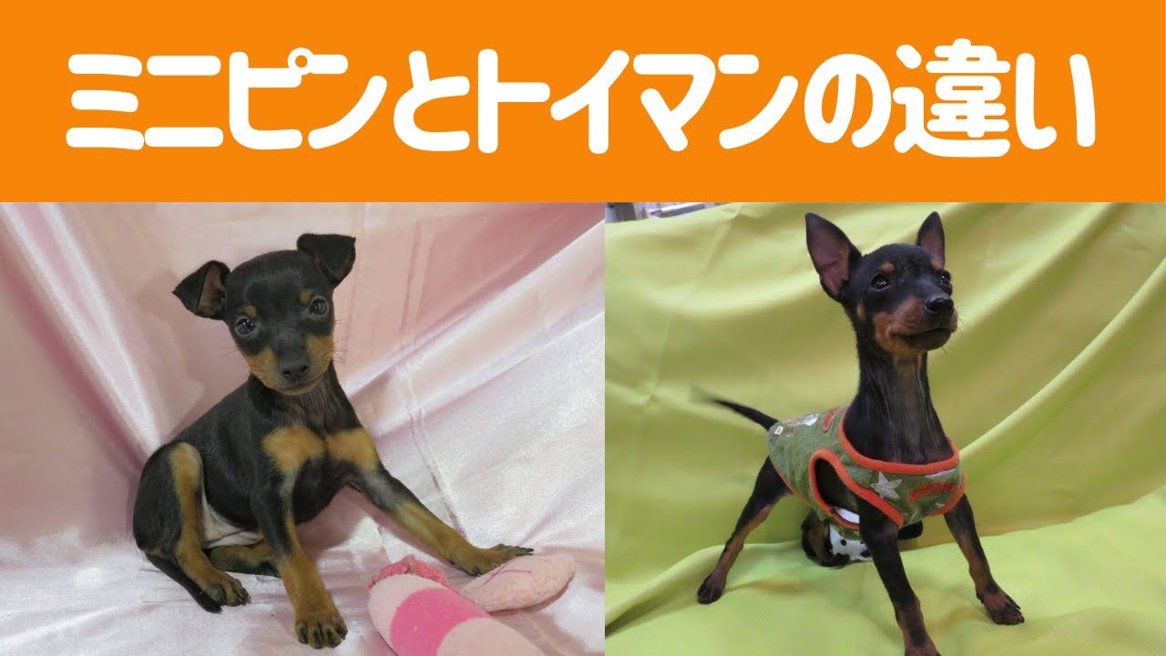【小さな疑問解決】ミニチュアピンシャーとトイマンチェスターテリアの違い