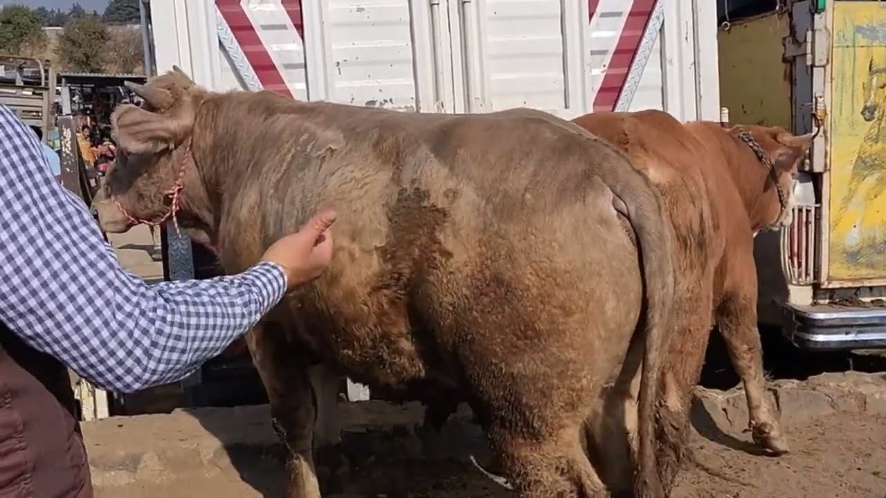Santiago Tianguistenco Edomex / chulos animales 