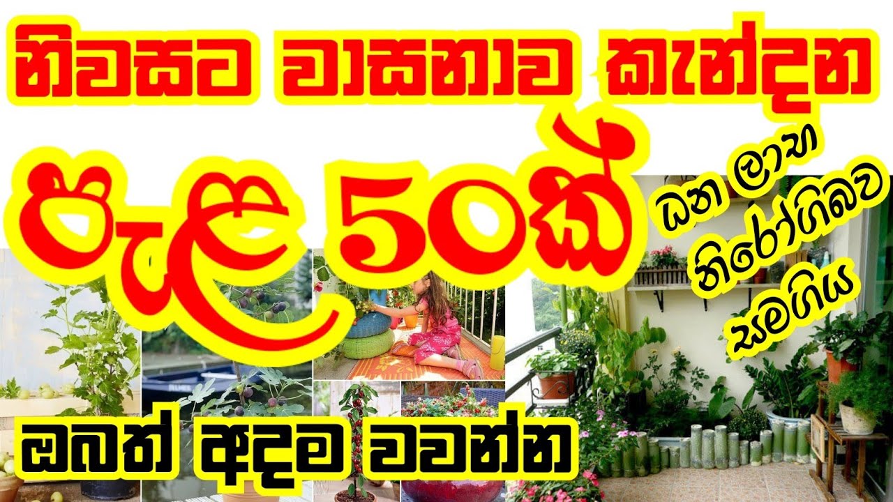 නිවසට සෞභාග්‍යය කැන්දන පැල 50 ක් | ධන ලාභ | ඉගෙනීමට අත්වැලක් | නීරෝගිමත් දිවියක් |Lucky Garden plant
