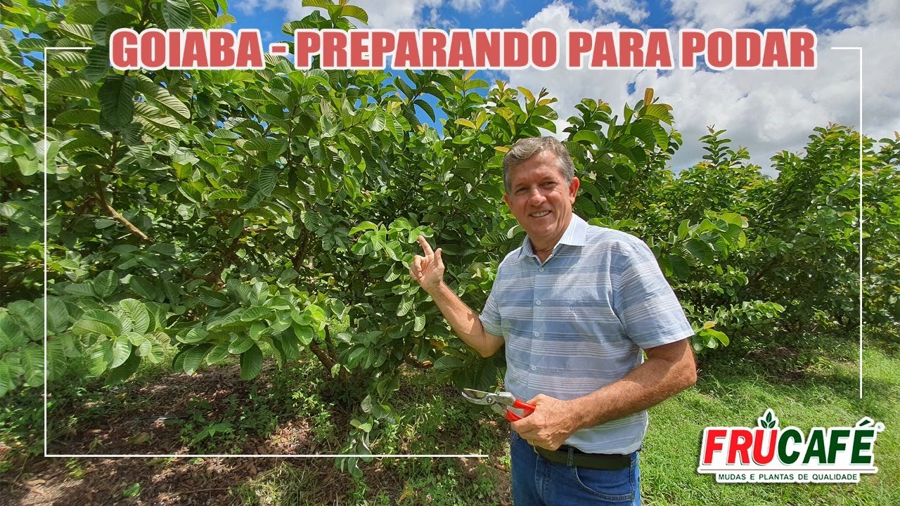 Como Preparar uma Goiabeira para a Poda de Produção?