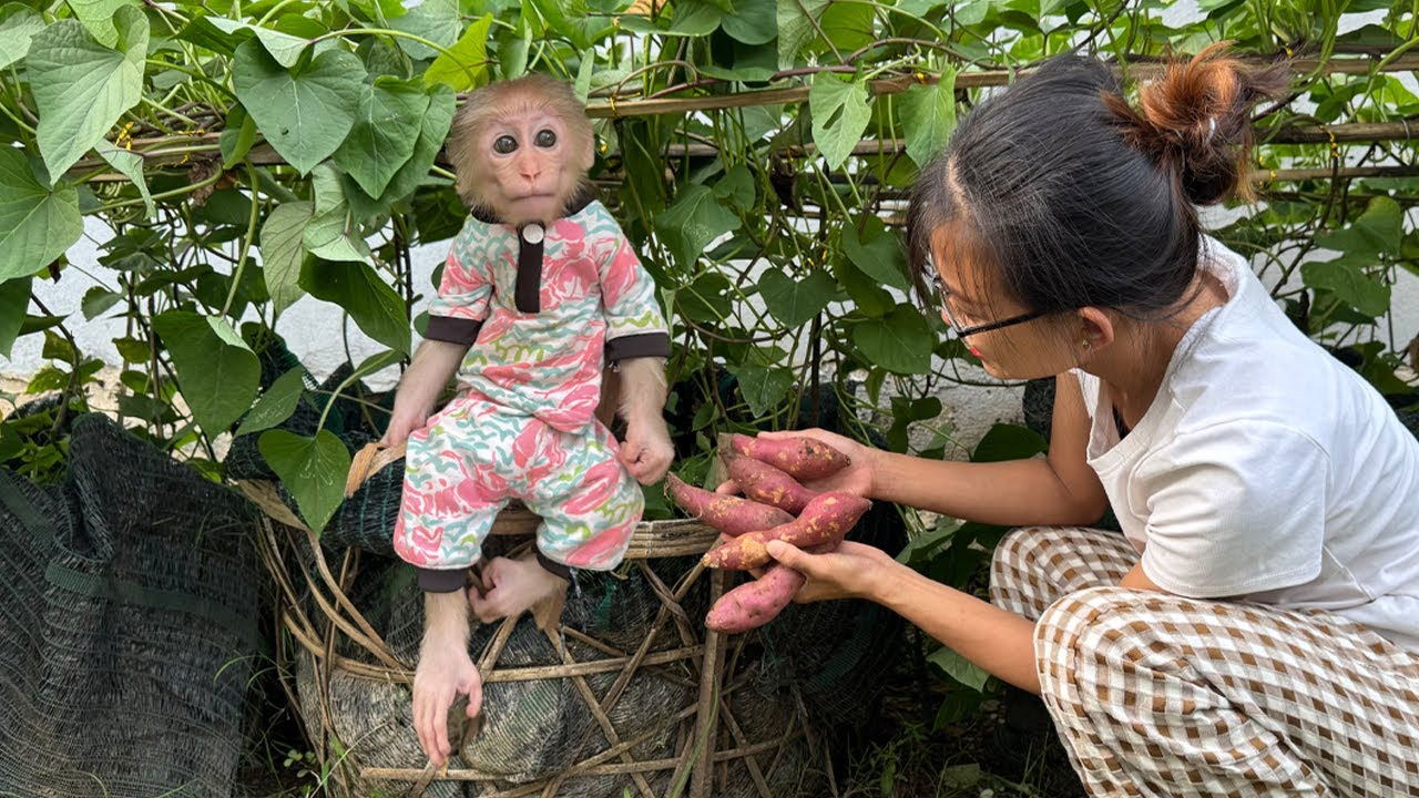 Lucky Helps Mom Pull Sweet Potatoes and Enjoys a Healthy Meal