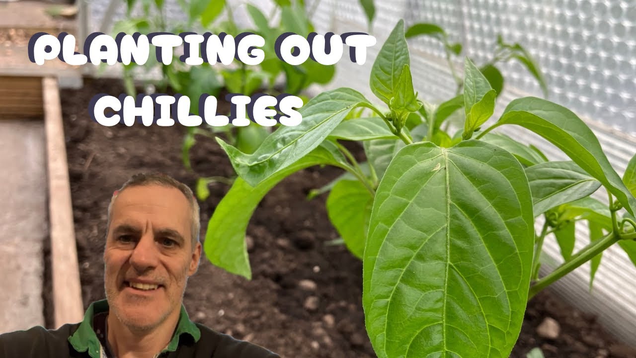Planting chillies in the greenhouse and potting on sweet peppers 🫑