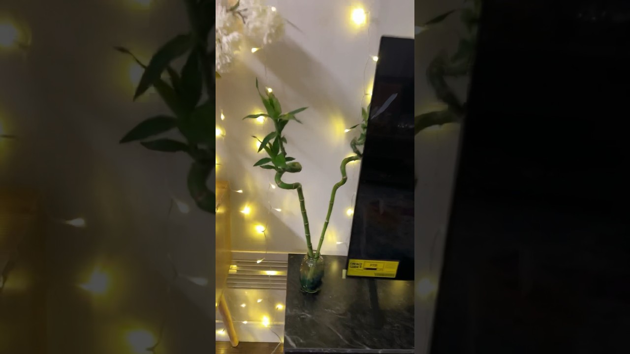 IKEA lucky bamboo plant 🌱 #ikea #bamboo #plant #shorts #trending
