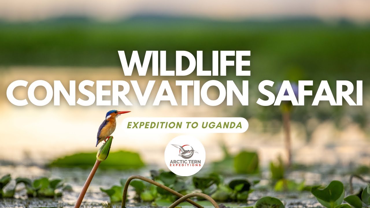 Uganda Wildlife Conservation Safari 2026
