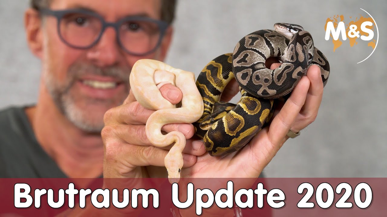 Brutraum Update 2020 | Africa Odd / VIP ball | Reptil TV