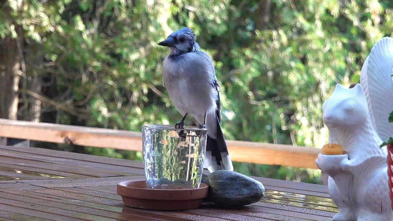 털갈이 하는 블루제이 커플 Molting Blue Jay Couple Have A Bath Together