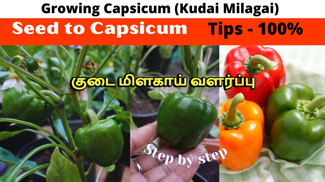 குடைமிளகாய் செடி வளர்ப்பு | Grow Capsicum, bell peppers (sweet peppers) plant |Full steps 100%