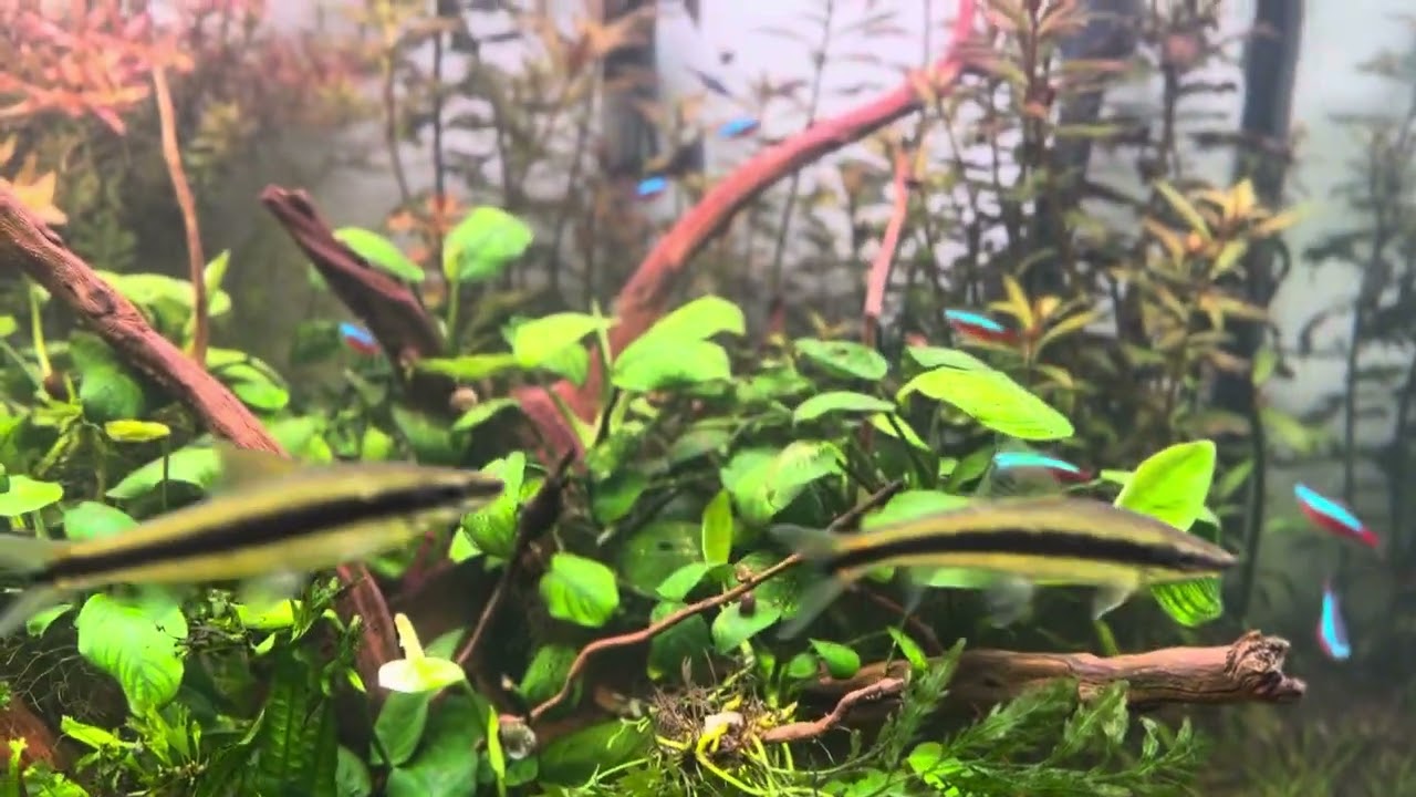 D&eacute;butant en aquariophile