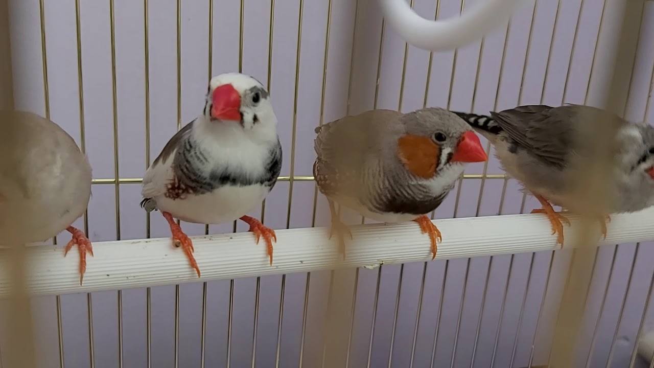 Амадины поют и играют!
