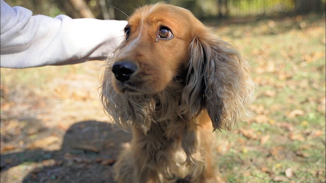Abandoned Dog Alone In The Mountains Was Waiting For Someone To Take Him