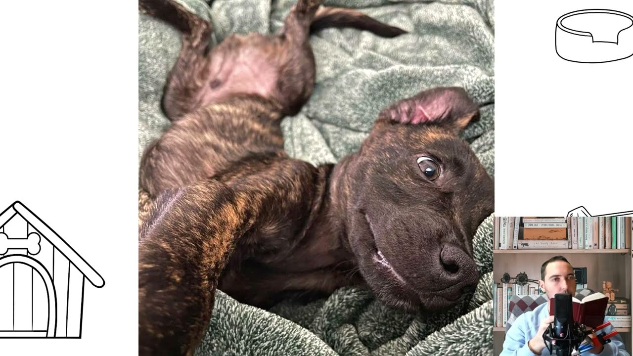 Plott Hound. Pros and Cons, Price, How to choose, Facts, Care, History