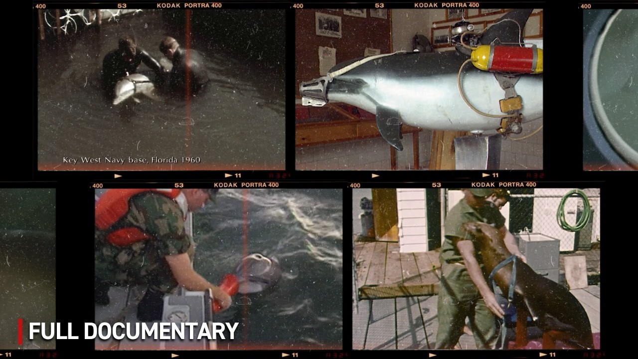 Sea Soldiers: The Secret War of Dolphins | History Documentary