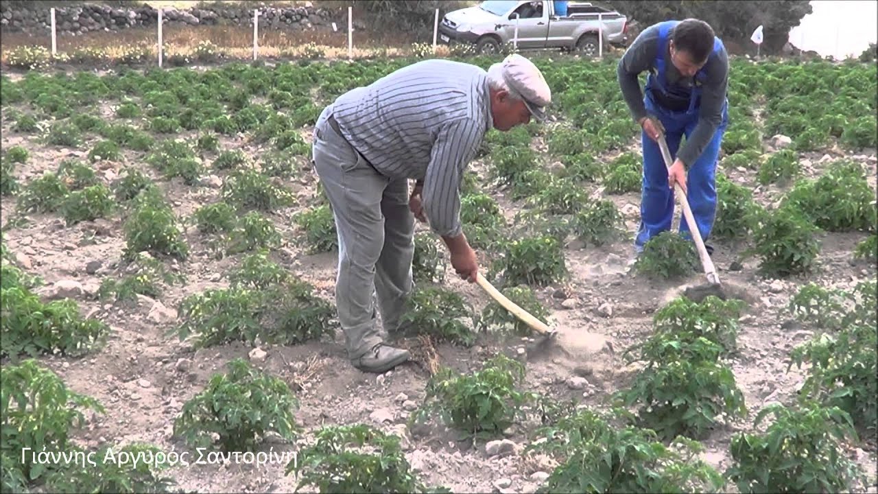 Βουλόχωμα Σαντορινιάς Ντομάτας  Ο Μπελάς και το βουλόχωμά του