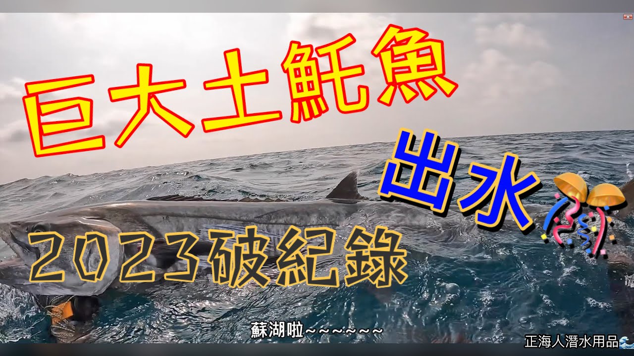 【海野人 Spearfishing 】2023 紀錄土魠魚28台斤 001 #自由潛水 #漁獵 #打魚 #夢幻魚 #石斑 #老鼠斑 #澎湖 #潛打 #趕海 #紅條 #土魠魚 #石老