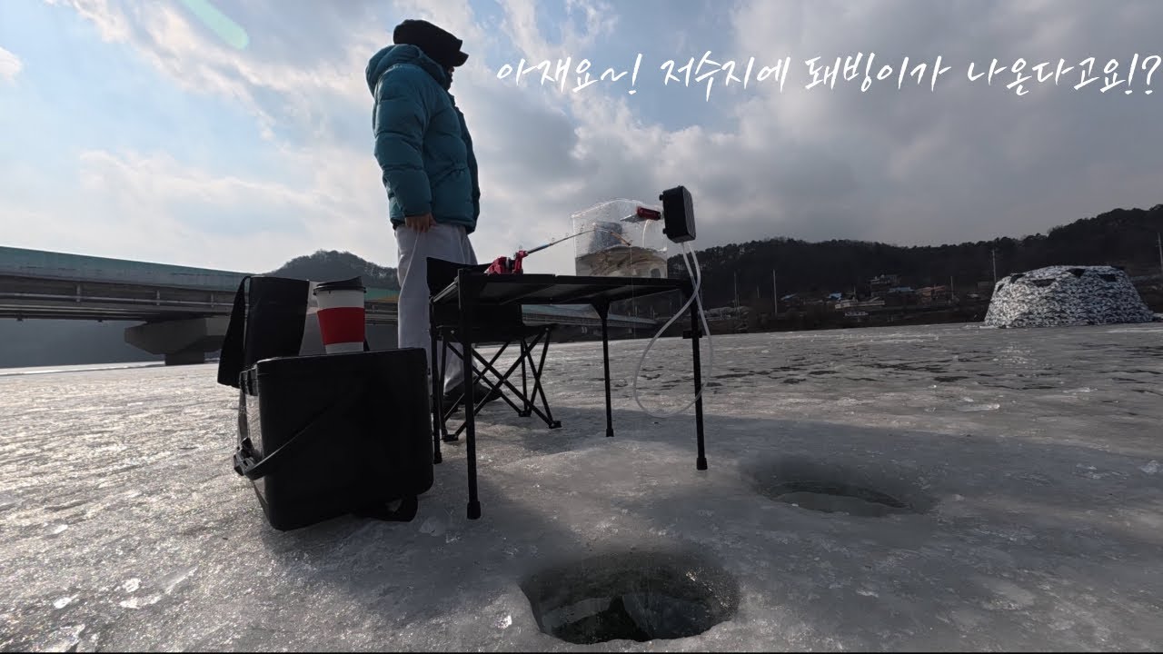 충북권 저수지에 돼빙이가 살고있다?