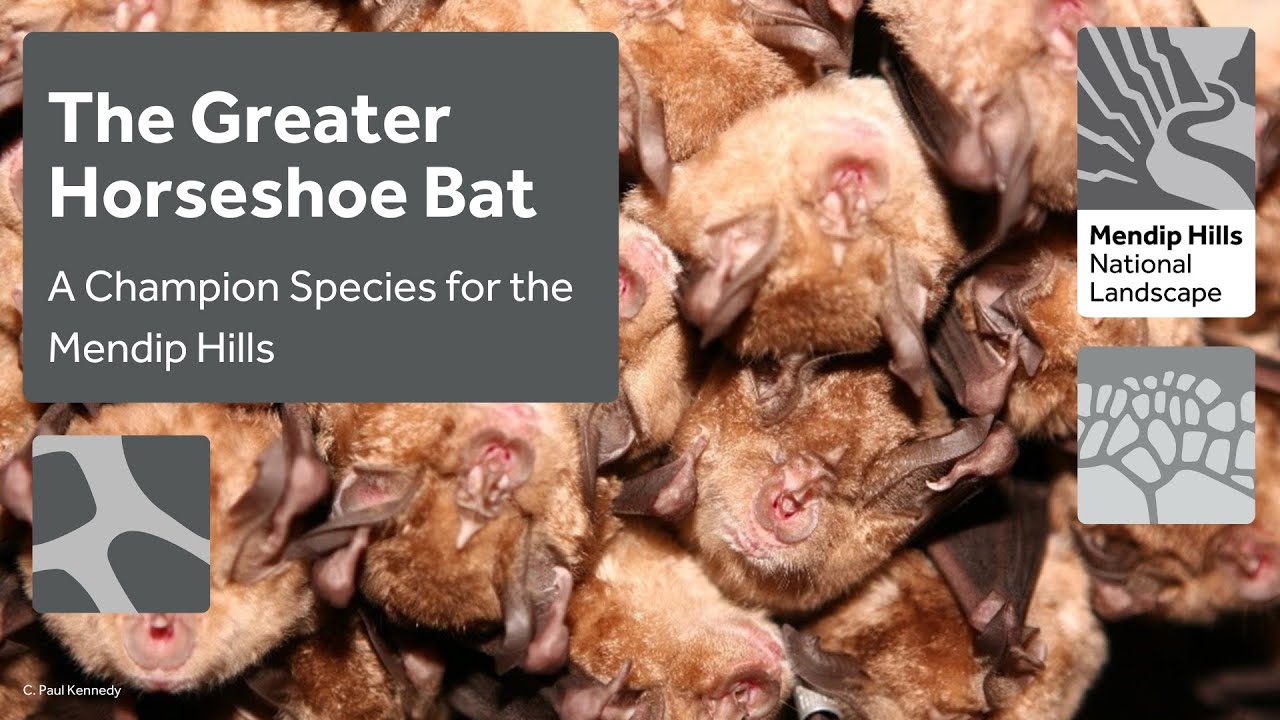 Greater horseshoe bat - a Champion Species of the Mendip Hills National Landscape