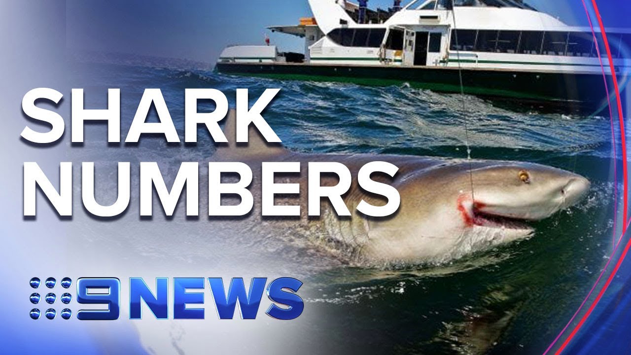 Fisherman say Sydney’s harbour is teeming with sharks | Nine News Australia