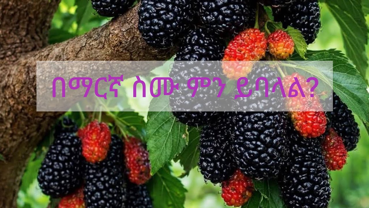 ይህ ነገር በአማርኛ ስሙ ምን ይባላል?🤔